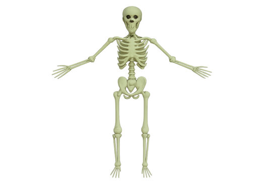 Human skeleton 3d model in t-pose with realistic bones representing anatomy, medicine, biology, and death concept