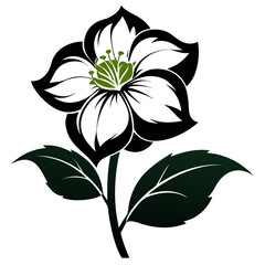 hellebore white flower on white background