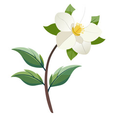 hellebore white