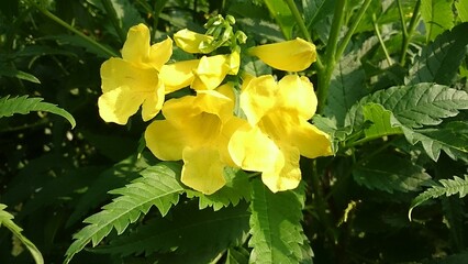 yellow flowers in the garden