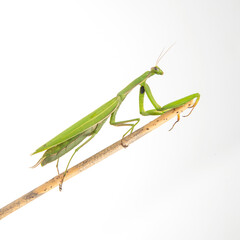 Green mantis perched on a thin branch in a natural setting during daylight