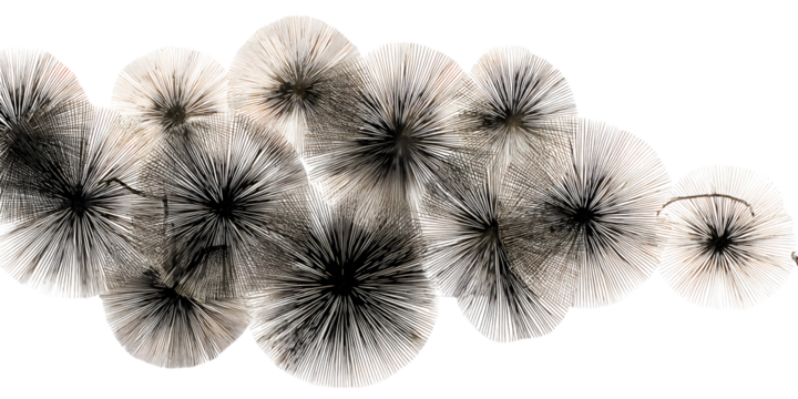 Abstract texture of dried plant material and fibers on black background