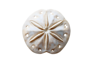 Top view of a white sand dollar shell with star pattern and holes