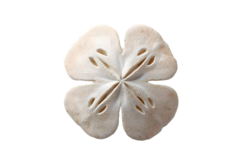 Delicate white sand dollar with four lobes against a black background