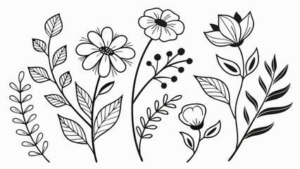 Hand-Drawn Botanical Illustrations A Collection of Delicate Floral and Leafy Elements on a White Background