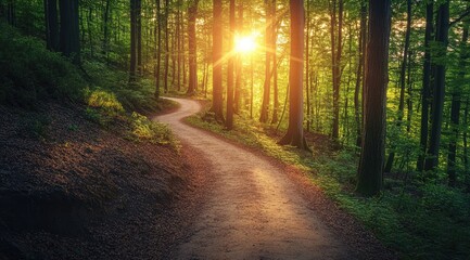 Obraz premium Sunlit forest path winding through trees (7)