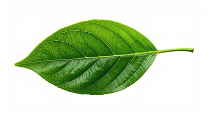 Obraz premium A Single Vibrant Green Leaf with Tiny White Specks Detailed Texture Isolated on a Pure White Background Studio Lighting Accentuates Veins and Surface