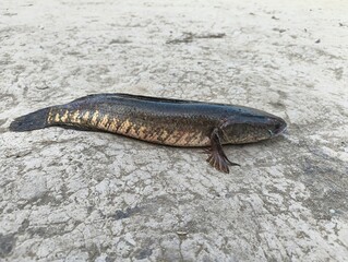 Amphibian on sandy ground