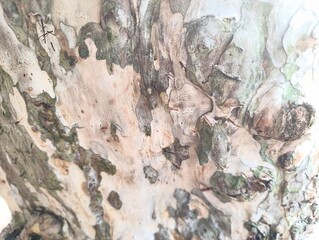 Close up of rough tree bark texture