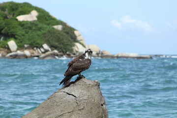 AGUILA PESCADORA