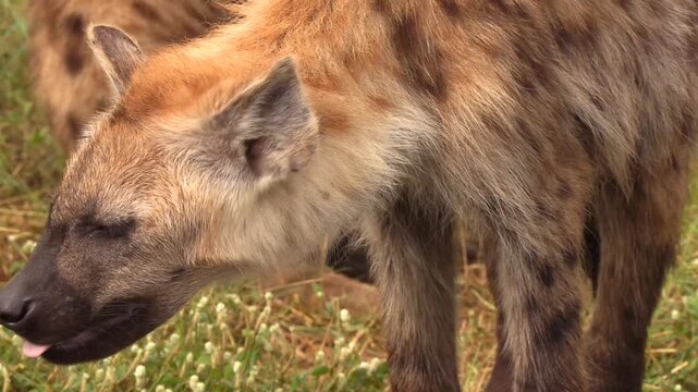 Young hyena in the wild close up