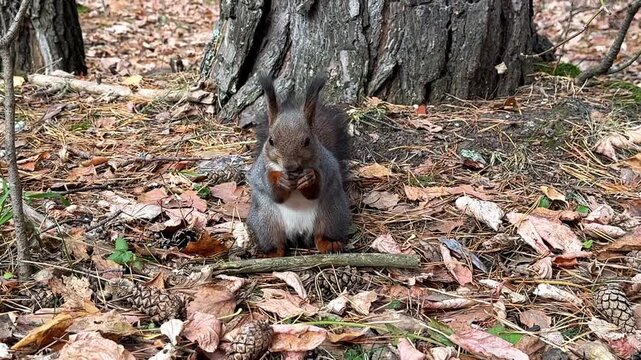 A brown squirrel sits and eats on the ground covered with dry leaves in a park in late autumn, close up. 4k footage