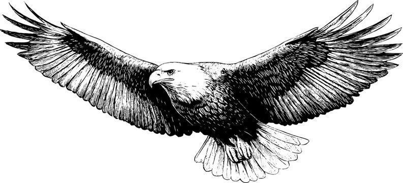 Naklejki Majestic eagle soaring with wings spread in vintage engraving style for classic design