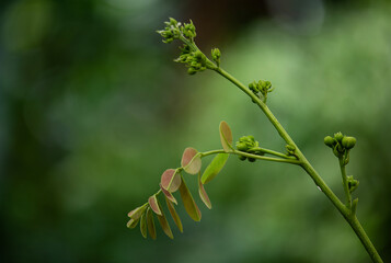 Senna siamea branch flowers and leaves on natural background.