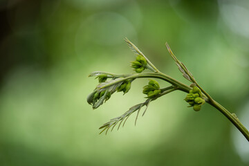 Senna siamea branch flowers and leaves on natural background.