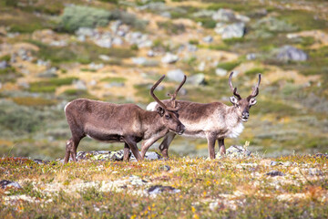 Wild reindeer graze peacefully in the serene landscapes of Norway during summer © photosaint