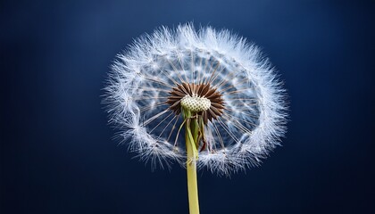 Obraz premium delicate dandelion seed head with fine white hairs against a dark blue background