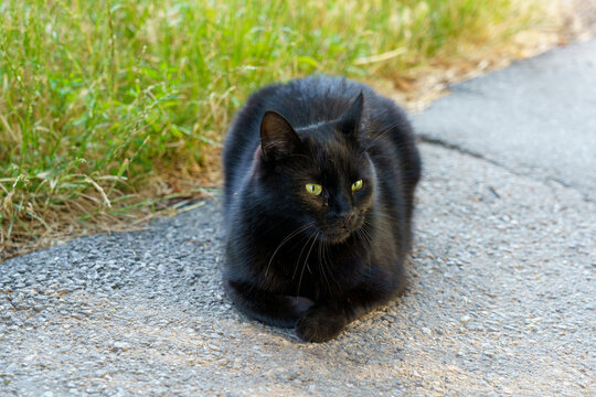 Black cat resting on a sunny path surrounded by green grass in the afternoon - Powered by Adobe