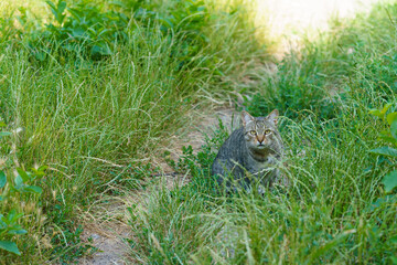 Gray cat resting quietly in tall grass on a sunny afternoon