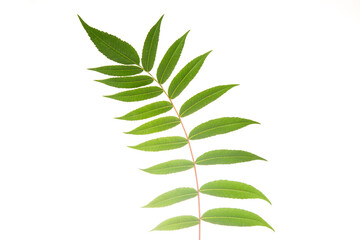 Green leaf with symmetrical arrangement on a white background highlighting its texture