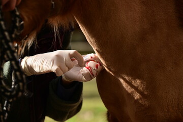 Ausschnitt, Tierärztin nimmt bei Shetlandpony arterielles Blut für eine Blutgasanalyse ab