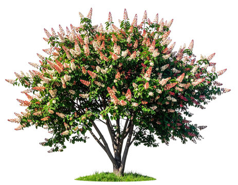 Yaz ve bahar Amelanchier canadensis (genellikle gölgelik servis meyvesi, kıkırdak meyvesi 