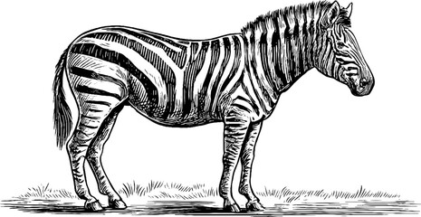 Vintage zebra side profile with striped pattern - hand drawn illustration