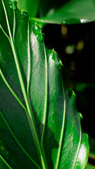 close up aesthetic leaf texture background
