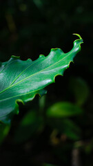 close up aesthetic leaf texture background
