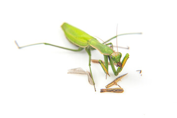 Green mantis feeding on small insects in a clean environment during daylight hours