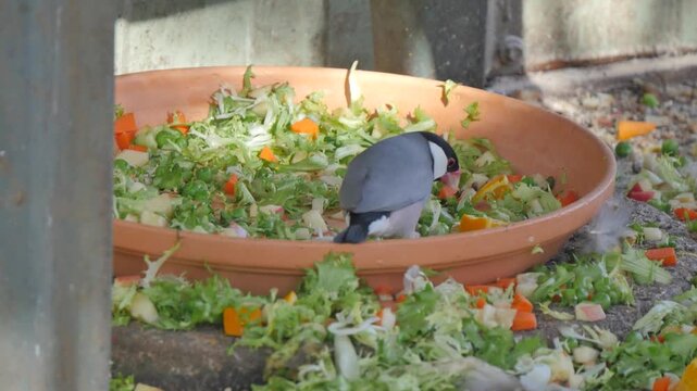 Bird eating from food bowl
