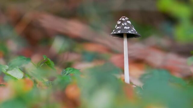 Magpie Inkcap Mushroom on Woodland Floor