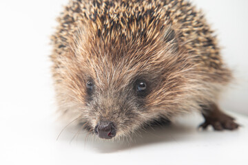 Obraz premium Close-up view of a hedgehog exploring a white surface during daylight