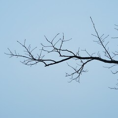 Obraz premium Winter tree branches create a stark silhouette against the bright blue sky, hinting at the coming spring blossom