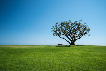 Lonely tree on a lush green meadow, bright blue summer sky, minimalistic landscape, wide open negative space, calm atmosphere, soft warm lighting, vibrant natural colors, peaceful environment, Califor