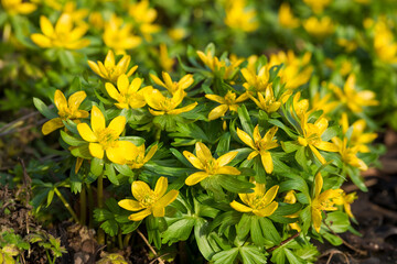 Winter Aconites in flower