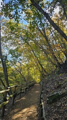 Autumn forest trail with sunlight filtering through trees 가을 햇살이 비치는 숲속 산책로
