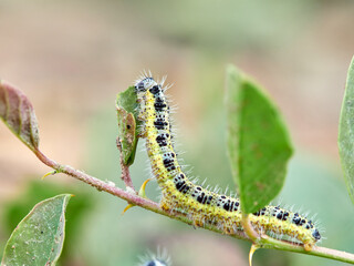 Caterpillar of the Large White butterfly on a plant. It is also known as the 
