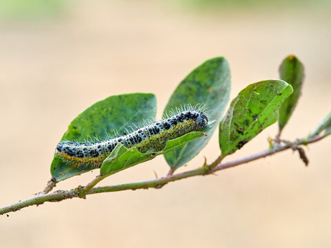 Caterpillar of the Large White butterfly on a plant. It is also known as the "Cabbage White". Pieris brassicae