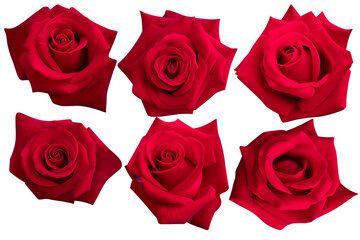 Fototapeta premium Six deep red roses are blooming in a long row on a white background.Photo with clipping path.