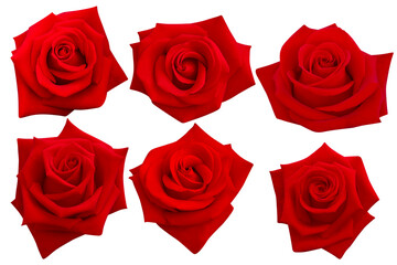 Six blossoms of deep red roses, arranged neatly against white.Photo with clipping path.