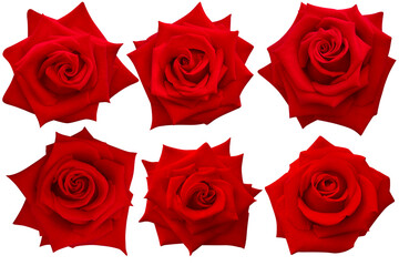 Fototapeta premium These six dark red rose flowers display a natural elegance, their deep hue suggesting romance that burns yet never fades.Photo with clipping path.