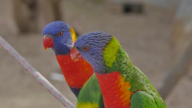 Group of rainbow lorikeets
