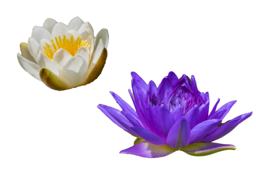 Weiße und lila Wasserlilien Seerosen freigestellt isoliert