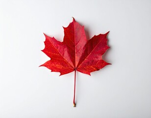 Red Maple Leaf on White Background