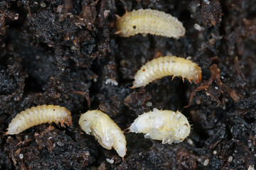 Strawberry sap beetle, Stelidota geminata. Invasive species in Europe. Pest of various ripe fruits. Pupae and larvae in the soil.