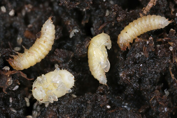 Strawberry sap beetle, Stelidota geminata. Invasive species in Europe. Pest of various ripe fruits. Pupae and larvae in the soil.