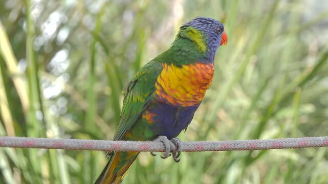 Rainbow lorikeet eating grain on a rope