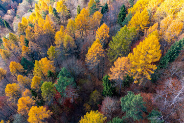 Dubne jesień, Góry Leluchowskie, jesień.  © Maciej G. Szling