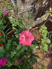 Vibrant pink rose blooming amongst lush greenery in sunlight